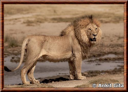 Lion Afrique de l'Est mâle Serengeti
