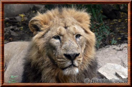 Lion d'Asie mâle zoo de Mulhouse