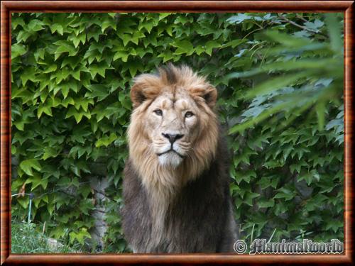 Lion d'Asie (Panthera leo persica)