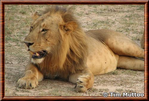 Lion du Congo (Panthera leo azandica)