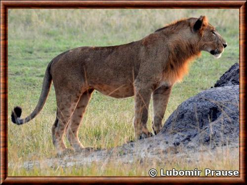 Lion du Congo parc national Queen Elizabeth