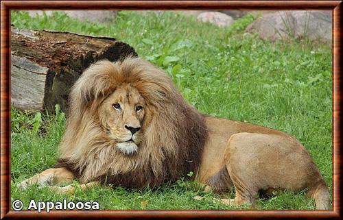 Lion du Katanga (Panthera leo bleyenberghi)