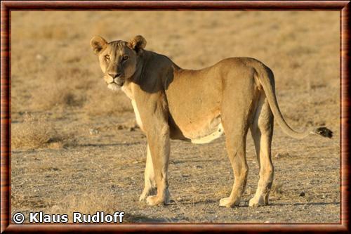 Lion du Katanga parc national Etosha