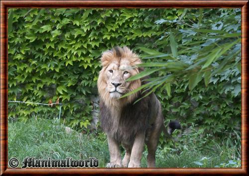 Lion persan (Panthera leo persica)