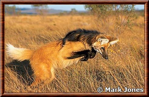 Loup à crinière qui chasse