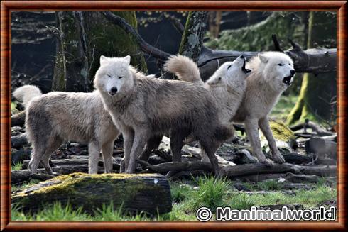 Loups arctiques en meute