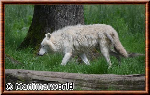 Loup arctique (Canis lupus arctos)