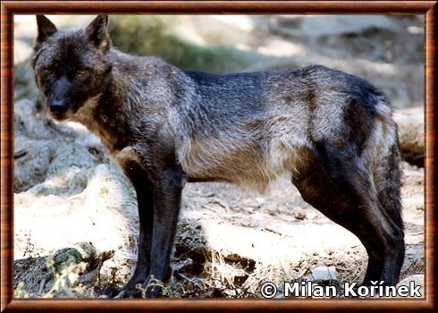 Loup d’Alaska (Canis lupus pambasileus)