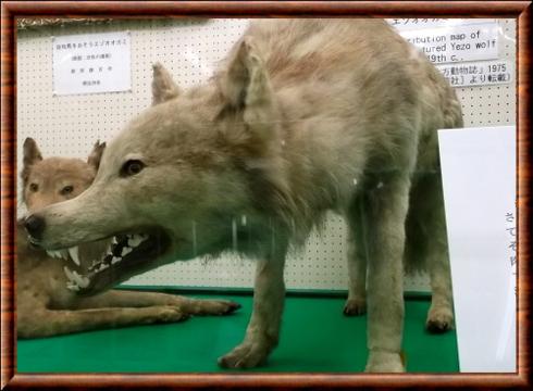 Loup d'Hokkaido (Canis lupus hattai)