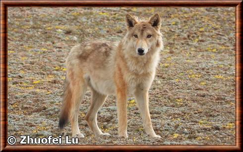 Loup de Chine (Canis lupus filchneri)