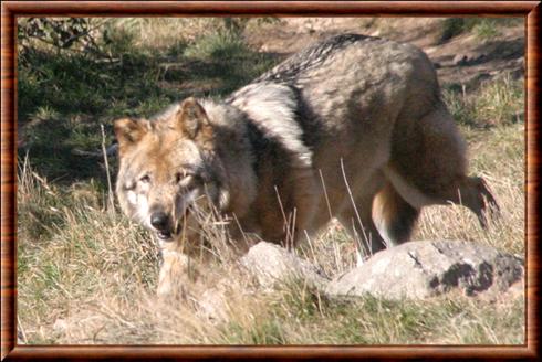 Loup de Sibérie au parc des loups du Gévaudan