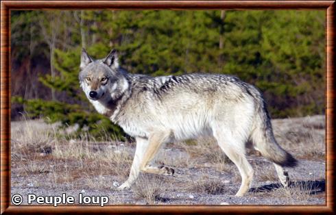 Loup des plaines (Canis lupus nubilus)
