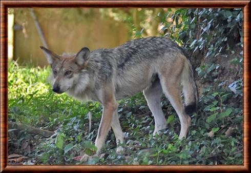 Loup du Mexique (Canis lupus baileyi)