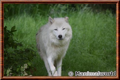 Loup arctique du parc de Sainte-Croix