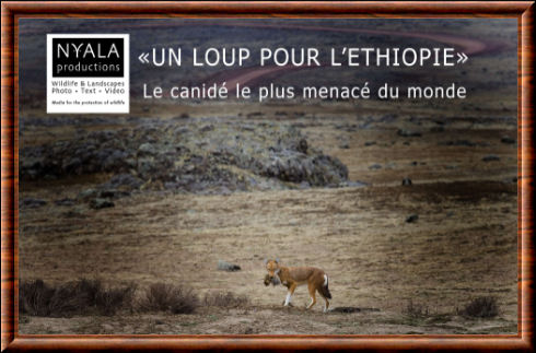 Un loup pour l'Ethiopie
