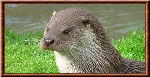 Loutre d'Europe 01