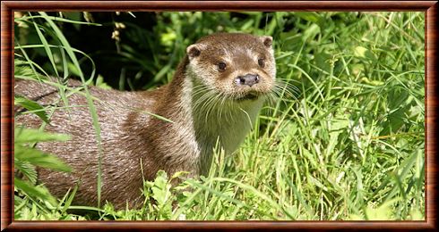 Loutre d'Europe 02
