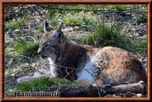 Lynx commun (Lynx lynx)