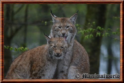 Lynx commun parc animalier Sainte-Croix