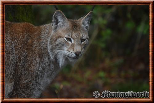 Lynx commun portrait