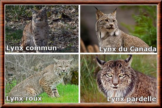 Lynx especes