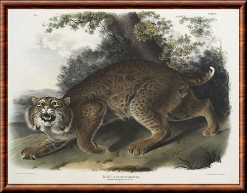 Lynx illustration Audubon