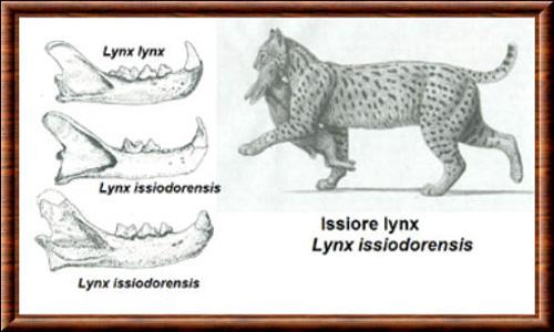 Le lynx d’Issoire (Lynx issiodorensis)