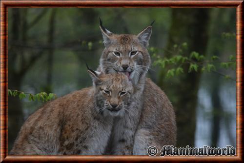 Lynx parc animalier Sainte-Croix