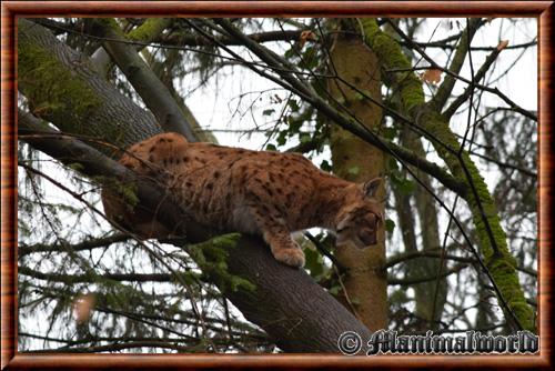 Lynx zoo Mulhouse