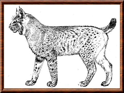 Lynx d'Issoire