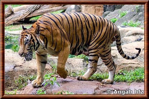 Malayan tiger 'Panthera tigris jacksoni)