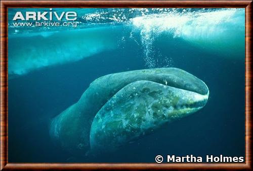 Mammifere baleine boreale