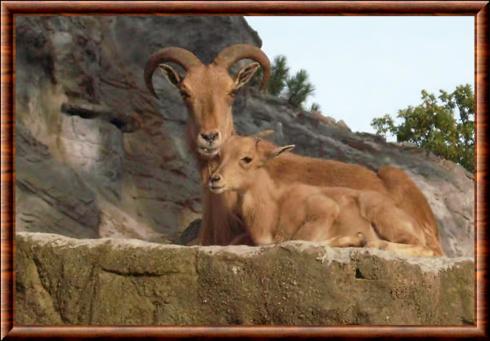Mouflon a manchettes femelle et son chevreau