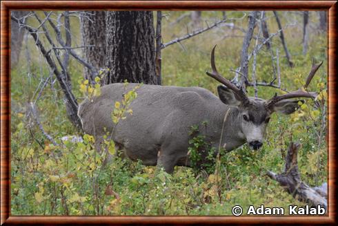 Mule deer (Odocoileus hemionus)
