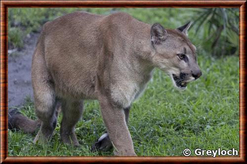 North American cougar (Puma concolor cougar)