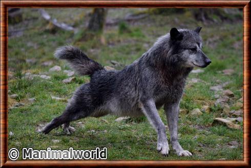 Northwestern wolf (Canis lupus occidentalis)