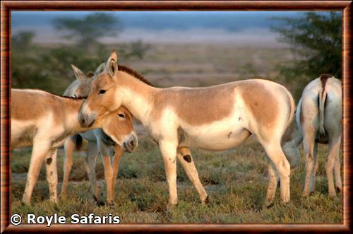 Onagre d Inde (Equus hemionus khur)