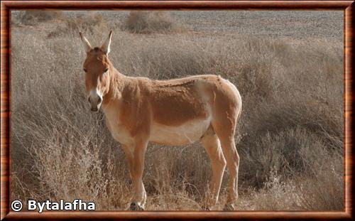 Onagre de Perse (Equus hemionus onager)
