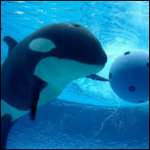 orca love