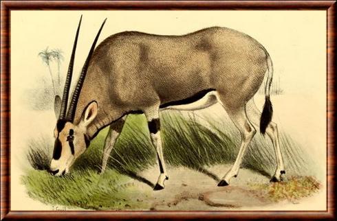 Oryx illustration