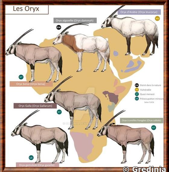 Oryx especes