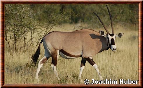 Oryx Etosha