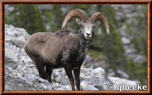 Mouflon de Stone (Ovis dalli stonei)