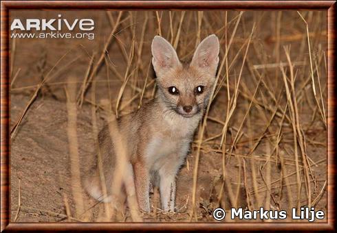 Pale fox (Vulpes pallida)