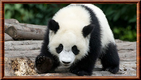 Panda géant 07
