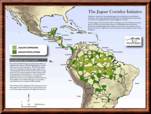 Panthera Jaguar corridor