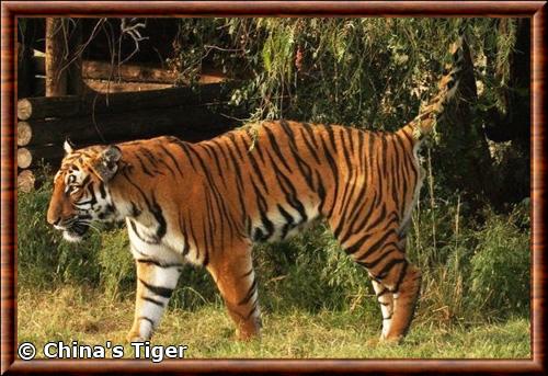 Panthera tigris amoyensis