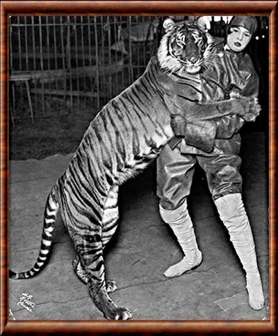 Panthera tigris balica