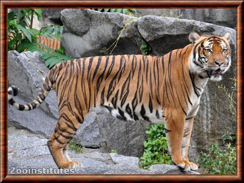 Panthera tigris jacksoni