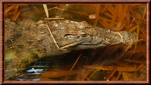 Philippine fresh water crocodile